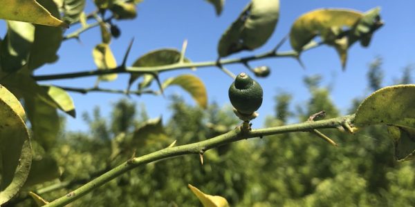 comprar mandarinas online directamente del campo. Comprar directa del agricultor. Los mejores cítricos de de Castellón y Valencia. DOP Nuleta. del campo a casa directo a tu mesa limon limones naranja naranjas
