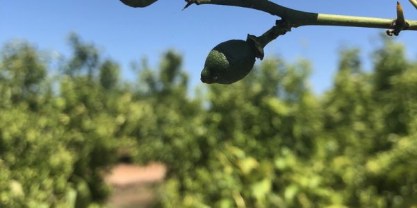 comprar mandarinas online directamente del campo. Comprar directa del agricultor. Los mejores cítricos de de Castellón y Valencia. DOP Nuleta. del campo a casa directo a tu mesa limon limones naranja naranjas