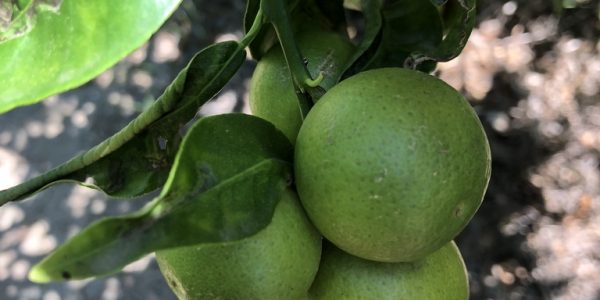 comprar mandarinas online directamente del campo. Comprar directa del agricultor. Los mejores cítricos de de Castellón y Valencia. DOP Nuleta. del campo a casa directo a tu mesa limon limones naranja naranjas