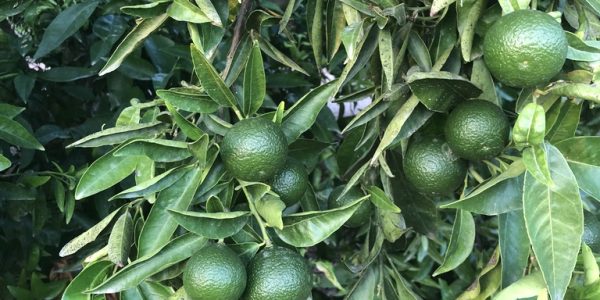 comprar mandarinas online directamente del campo. Comprar directa del agricultor. Los mejores cítricos de de Castellón y Valencia. DOP Nuleta. del campo a casa directo a tu mesa limon limones naranja naranjas