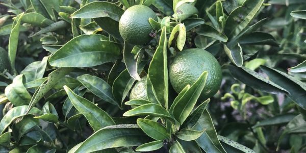 comprar mandarinas online directamente del campo. Comprar directa del agricultor. Los mejores cítricos de de Castellón y Valencia. DOP Nuleta. del campo a casa directo a tu mesa limon limones naranja naranjas