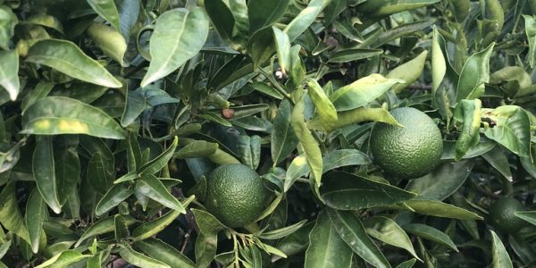 comprar mandarinas online directamente del campo. Comprar directa del agricultor. Los mejores cítricos de de Castellón y Valencia. DOP Nuleta. del campo a casa directo a tu mesa limon limones naranja naranjas