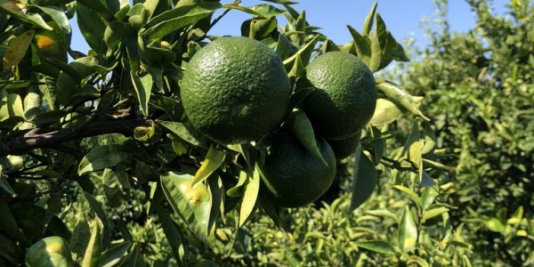 comprar mandarinas online directamente del campo. Comprar directa del agricultor. Los mejores cítricos de de Castellón y Valencia. DOP Nuleta. del campo a casa directo a tu mesa limon limones naranja naranjas