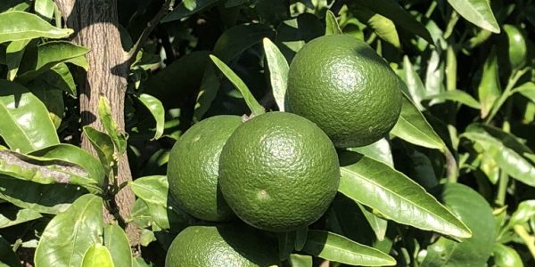 comprar mandarinas online directamente del campo. Comprar directa del agricultor. Los mejores cítricos de de Castellón y Valencia. DOP Nuleta. del campo a casa directo a tu mesa limon limones naranja naranjas