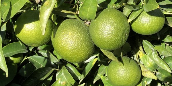 comprar mandarinas online directamente del campo. Comprar directa del agricultor. Los mejores cítricos de de Castellón y Valencia. DOP Nuleta. del campo a casa directo a tu mesa limon limones naranja naranjas