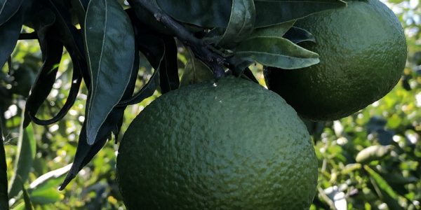 comprar mandarinas online directamente del campo. Comprar directa del agricultor. Los mejores cítricos de de Castellón y Valencia. DOP Nuleta. del campo a casa directo a tu mesa limon limones naranja naranjas