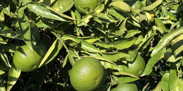 comprar mandarinas online directamente del campo. Comprar directa del agricultor. Los mejores cítricos de de Castellón y Valencia. DOP Nuleta. del campo a casa directo a tu mesa limon limones naranja naranjas