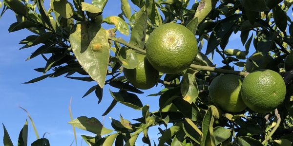 comprar mandarinas online directamente del campo. Comprar directa del agricultor. Los mejores cítricos de de Castellón y Valencia. DOP Nuleta. del campo a casa directo a tu mesa limon limones naranja naranjas