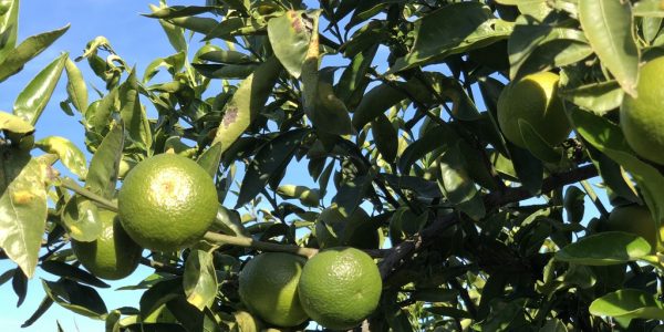 comprar mandarinas online directamente del campo. Comprar directa del agricultor. Los mejores cítricos de de Castellón y Valencia. DOP Nuleta. del campo a casa directo a tu mesa limon limones naranja naranjas