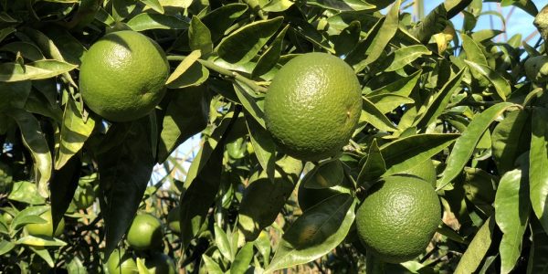 comprar mandarinas online directamente del campo. Comprar directa del agricultor. Los mejores cítricos de de Castellón y Valencia. DOP Nuleta. del campo a casa directo a tu mesa limon limones naranja naranjas