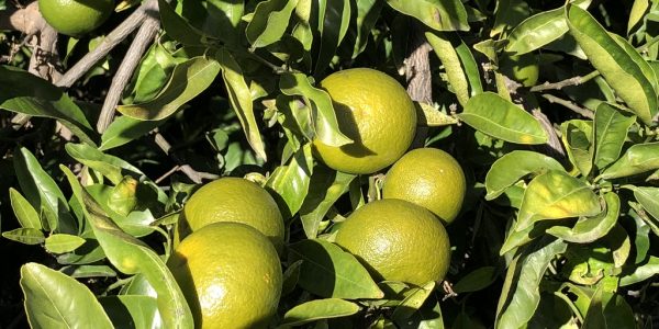 comprar mandarinas online directamente del campo. Comprar directa del agricultor. Los mejores cítricos de de Castellón y Valencia. DOP Nuleta. del campo a casa directo a tu mesa limon limones naranja naranjas