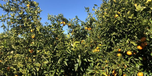 comprar mandarinas online directamente del campo. Comprar directa del agricultor. Los mejores cítricos de de Castellón y Valencia. DOP Nuleta. del campo a casa directo a tu mesa limon limones naranja naranjas