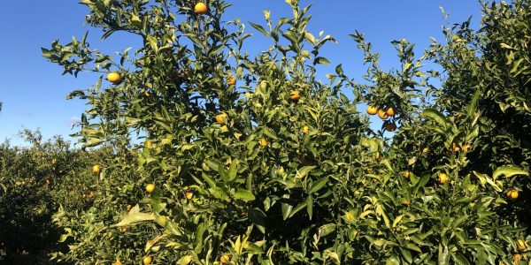 comprar mandarinas online directamente del campo. Comprar directa del agricultor. Los mejores cítricos de de Castellón y Valencia. DOP Nuleta. del campo a casa directo a tu mesa limon limones naranja naranjas