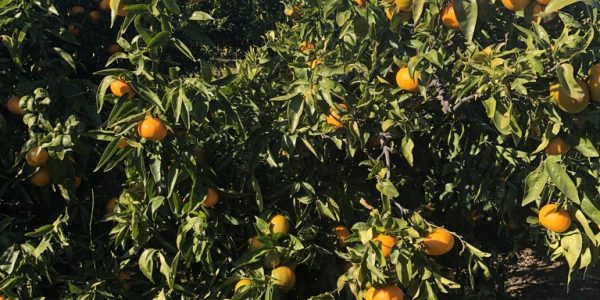 comprar mandarinas online directamente del campo. Comprar directa del agricultor. Los mejores cítricos de de Castellón y Valencia. DOP Nuleta. del campo a casa directo a tu mesa limon limones naranja naranjas