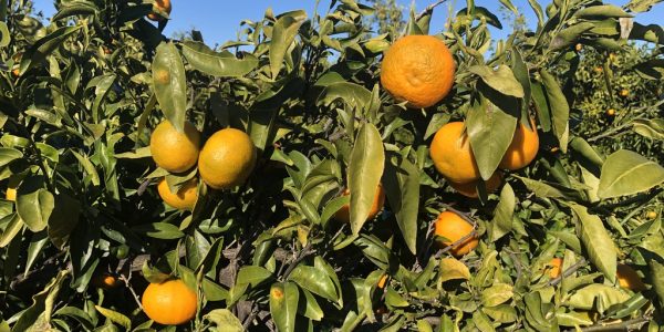 comprar mandarinas online directamente del campo. Comprar directa del agricultor. Los mejores cítricos de de Castellón y Valencia. DOP Nuleta. del campo a casa directo a tu mesa limon limones naranja naranjas