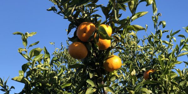 comprar mandarinas online directamente del campo. Comprar directa del agricultor. Los mejores cítricos de de Castellón y Valencia. DOP Nuleta. del campo a casa directo a tu mesa limon limones naranja naranjas