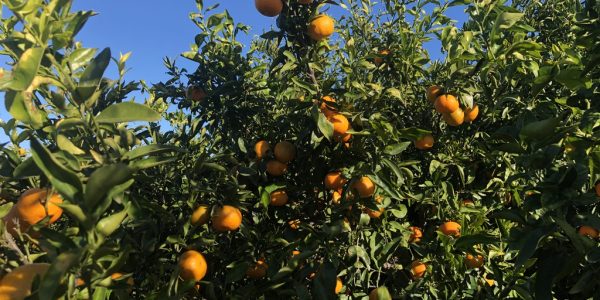 comprar mandarinas online directamente del campo. Comprar directa del agricultor. Los mejores cítricos de de Castellón y Valencia. DOP Nuleta. del campo a casa directo a tu mesa limon limones naranja naranjas