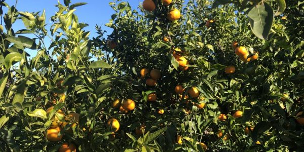 comprar mandarinas online directamente del campo. Comprar directa del agricultor. Los mejores cítricos de de Castellón y Valencia. DOP Nuleta. del campo a casa directo a tu mesa limon limones naranja naranjas
