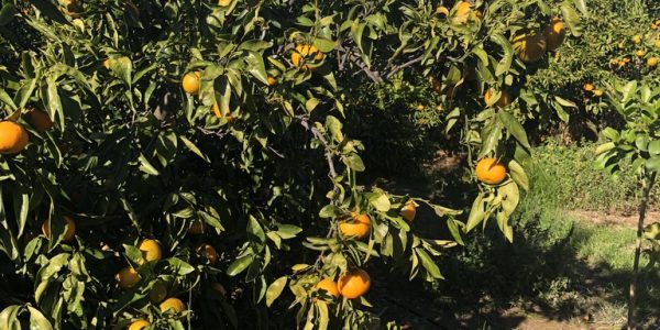 comprar mandarinas online directamente del campo. Comprar directa del agricultor. Los mejores cítricos de de Castellón y Valencia. DOP Nuleta. del campo a casa directo a tu mesa limon limones naranja naranjas