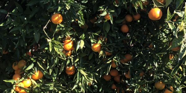 comprar mandarinas online directamente del campo. Comprar directa del agricultor. Los mejores cítricos de de Castellón y Valencia. DOP Nuleta. del campo a casa directo a tu mesa limon limones naranja naranjas