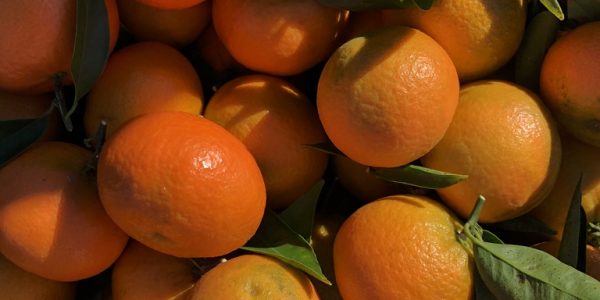 comprar mandarinas online directamente del campo. Comprar directa del agricultor. Los mejores cítricos de de Castellón y Valencia. DOP Nuleta. del campo a casa directo a tu mesa limon limones naranja naranjas