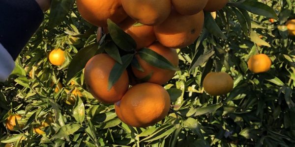 comprar mandarinas online directamente del campo. Comprar directa del agricultor. Los mejores cítricos de de Castellón y Valencia. DOP Nuleta. del campo a casa directo a tu mesa limon limones naranja naranjas