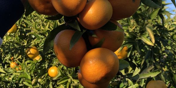comprar mandarinas online directamente del campo. Comprar directa del agricultor. Los mejores cítricos de de Castellón y Valencia. DOP Nuleta. delcampoa casa directo a tu mesa limon limones naranja naranjas