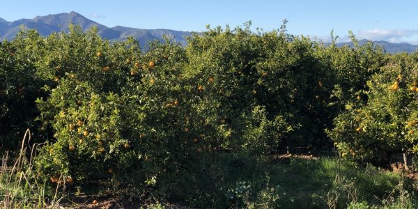 comprar mandarinas online directamente del campo. Comprar directa del agricultor. Los mejores cítricos de de Castellón y Valencia. DOP Nuleta. delcampoa casa directo a tu mesa limon limones naranja naranjas