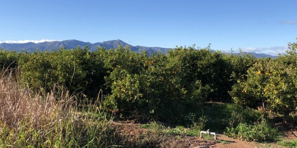 comprar mandarinas online directamente del campo. Comprar directa del agricultor. Los mejores cítricos de de Castellón y Valencia. DOP Nuleta. delcampoa casa directo a tu mesa limon limones naranja naranjas