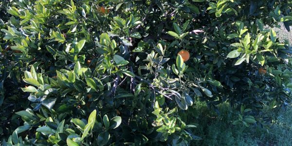 comprar mandarinas online directamente del campo. Comprar directa del agricultor. Los mejores cítricos de de Castellón y Valencia. DOP Nuleta. delcampoa casa directo a tu mesa limon limones naranja naranjas