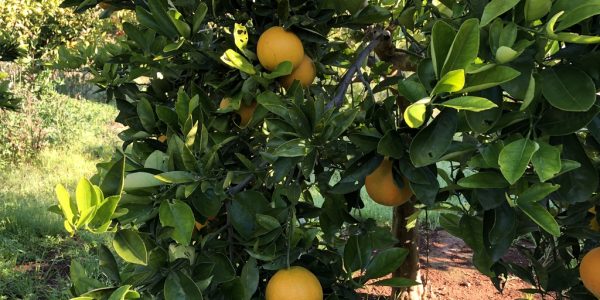comprar mandarinas online directamente del campo. Comprar directa del agricultor. Los mejores cítricos de de Castellón y Valencia. DOP Nuleta. delcampoa casa directo a tu mesa limon limones naranja naranjas