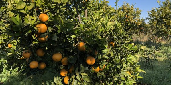 comprar mandarinas online directamente del campo. Comprar directa del agricultor. Los mejores cítricos de de Castellón y Valencia. DOP Nuleta. delcampoa casa directo a tu mesa limon limones naranja naranjas