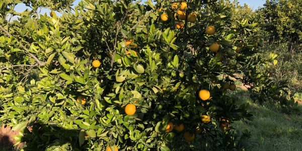 comprar mandarinas online directamente del campo. Comprar directa del agricultor. Los mejores cítricos de de Castellón y Valencia. DOP Nuleta. delcampoa casa directo a tu mesa limon limones naranja naranjas