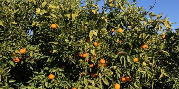 comprar mandarinas online directamente del campo. Comprar directa del agricultor. Los mejores cítricos de de Castellón y Valencia. DOP Nuleta. del campo a casa directo a tu mesa limon limones naranja naranjas