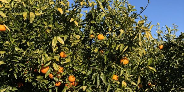 comprar mandarinas online directamente del campo. Comprar directa del agricultor. Los mejores cítricos de de Castellón y Valencia. DOP Nuleta. del campo a casa directo a tu mesa limon limones naranja naranjas