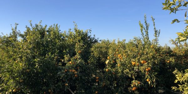 comprar mandarinas online directamente del campo. Comprar directa del agricultor. Los mejores cítricos de de Castellón y Valencia. DOP Nuleta. del campo a casa directo a tu mesa limon limones naranja naranjas