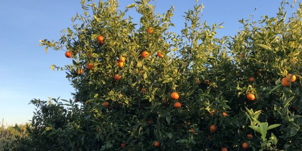 comprar mandarinas online directamente del campo. Comprar directa del agricultor. Los mejores cítricos de de Castellón y Valencia. DOP Nuleta. delcampoa casa directo a tu mesa limon limones naranja naranjas