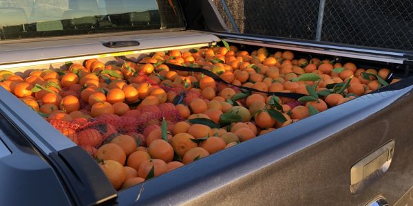 comprar mandarinas online directamente del campo. Comprar directa del agricultor. Los mejores cítricos de de Castellón y Valencia. DOP Nuleta. delcampoa casa directo a tu mesa limon limones naranja naranjas