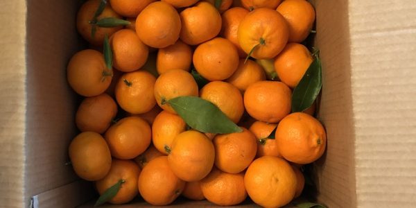 comprar mandarinas online directamente del campo. Comprar directa del agricultor. Los mejores cítricos de de Castellón y Valencia. DOP Nuleta. del campo a casa directo a tu mesa limon limones naranja naranjas