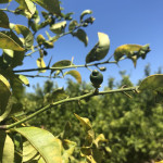 comprar mandarinas online directamente del campo. Comprar directa del agricultor. Los mejores cítricos de de Castellón y Valencia. DOP Nuleta. del campo a casa directo a tu mesa limon limones naranja naranjas comprar mandarinas online directamente del campo. Comprar directa del agricultor. Los mejores cítricos de de Castellón y Valencia. DOP Nuleta. del campo a casa directo a tu mesa limon limones naranja naranjas