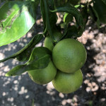 comprar mandarinas online directamente del campo. Comprar directa del agricultor. Los mejores cítricos de de Castellón y Valencia. DOP Nuleta. del campo a casa directo a tu mesa limon limones naranja naranjas comprar mandarinas online directamente del campo. Comprar directa del agricultor. Los mejores cítricos de de Castellón y Valencia. DOP Nuleta. del campo a casa directo a tu mesa limon limones naranja naranjas