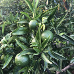 comprar mandarinas online directamente del campo. Comprar directa del agricultor. Los mejores cítricos de de Castellón y Valencia. DOP Nuleta. del campo a casa directo a tu mesa limon limones naranja naranjas comprar mandarinas online directamente del campo. Comprar directa del agricultor. Los mejores cítricos de de Castellón y Valencia. DOP Nuleta. del campo a casa directo a tu mesa limon limones naranja naranjas