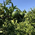 comprar mandarinas online directamente del campo. Comprar directa del agricultor. Los mejores cítricos de de Castellón y Valencia. DOP Nuleta. del campo a casa directo a tu mesa limon limones naranja naranjas comprar mandarinas online directamente del campo. Comprar directa del agricultor. Los mejores cítricos de de Castellón y Valencia. DOP Nuleta. del campo a casa directo a tu mesa limon limones naranja naranjas