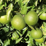 comprar mandarinas online directamente del campo. Comprar directa del agricultor. Los mejores cítricos de de Castellón y Valencia. DOP Nuleta. del campo a casa directo a tu mesa limon limones naranja naranjas comprar mandarinas online directamente del campo. Comprar directa del agricultor. Los mejores cítricos de de Castellón y Valencia. DOP Nuleta. del campo a casa directo a tu mesa limon limones naranja naranjas