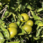 comprar mandarinas online directamente del campo. Comprar directa del agricultor. Los mejores cítricos de de Castellón y Valencia. DOP Nuleta. del campo a casa directo a tu mesa limon limones naranja naranjas comprar mandarinas online directamente del campo. Comprar directa del agricultor. Los mejores cítricos de de Castellón y Valencia. DOP Nuleta. del campo a casa directo a tu mesa limon limones naranja naranjas