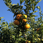 comprar mandarinas online directamente del campo. Comprar directa del agricultor. Los mejores cítricos de de Castellón y Valencia. DOP Nuleta. del campo a casa directo a tu mesa limon limones naranja naranjas comprar mandarinas online directamente del campo. Comprar directa del agricultor. Los mejores cítricos de de Castellón y Valencia. DOP Nuleta. del campo a casa directo a tu mesa limon limones naranja naranjas