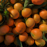 comprar mandarinas online directamente del campo. Comprar directa del agricultor. Los mejores cítricos de de Castellón y Valencia. DOP Nuleta. del campo a casa directo a tu mesa limon limones naranja naranjas comprar mandarinas online directamente del campo. Comprar directa del agricultor. Los mejores cítricos de de Castellón y Valencia. DOP Nuleta. del campo a casa directo a tu mesa limon limones naranja naranjas
