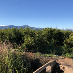 comprar mandarinas online directamente del campo. Comprar directa del agricultor. Los mejores cítricos de de Castellón y Valencia. DOP Nuleta. del campo a casa directo a tu mesa limon limones naranja naranjas comprar mandarinas online directamente del campo. Comprar directa del agricultor. Los mejores cítricos de de Castellón y Valencia. DOP Nuleta. delcampoa casa directo a tu mesa limon limones naranja naranjas