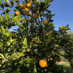 comprar mandarinas online directamente del campo. Comprar directa del agricultor. Los mejores cítricos de de Castellón y Valencia. DOP Nuleta. del campo a casa directo a tu mesa limon limones naranja naranjas comprar mandarinas online directamente del campo. Comprar directa del agricultor. Los mejores cítricos de de Castellón y Valencia. DOP Nuleta. del campo a casa directo a tu mesa limon limones naranja naranjas
