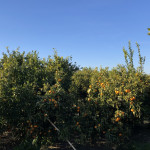 comprar mandarinas online directamente del campo. Comprar directa del agricultor. Los mejores cítricos de de Castellón y Valencia. DOP Nuleta. del campo a casa directo a tu mesa limon limones naranja naranjas comprar mandarinas online directamente del campo. Comprar directa del agricultor. Los mejores cítricos de de Castellón y Valencia. DOP Nuleta. del campo a casa directo a tu mesa limon limones naranja naranjas